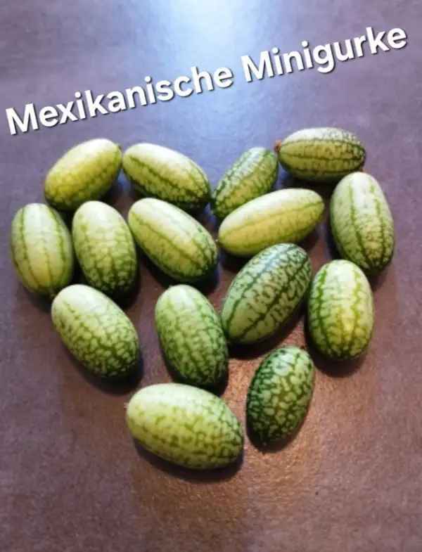 Gurken: Mexikanische Minigurke