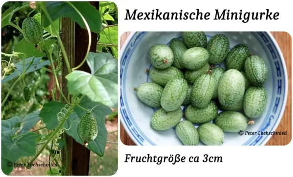 Gurken: Mexikanische Minigurke