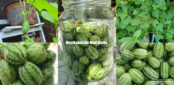 Gurken: Mexikanische Minigurke