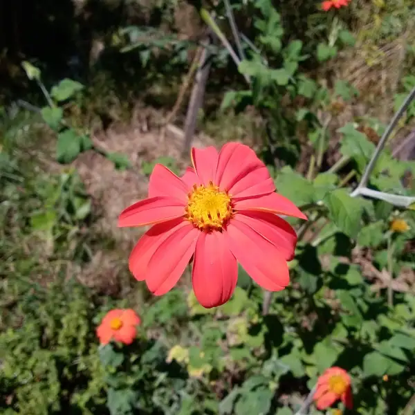 Blumen: Mexikanische Sonnenblume Prachtvolle Staude