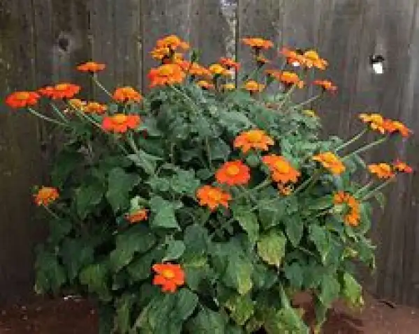 Blumen: Mexikanische Sonnenblume "Torch"