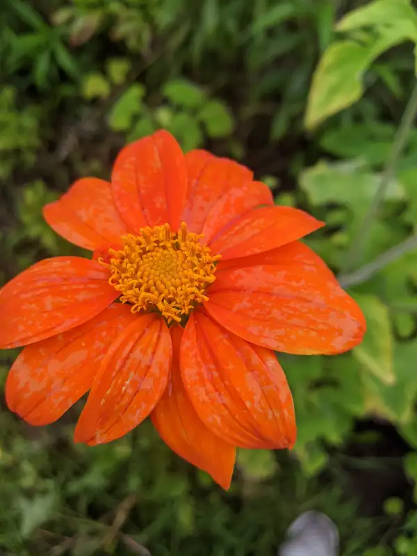 Blumen: Mexikanischen Sonnenblume
