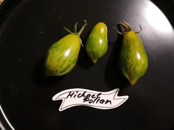 Tomaten: Michael Pollan