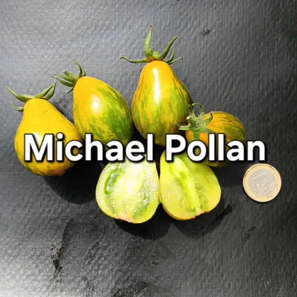 Tomaten: Michael Pollan