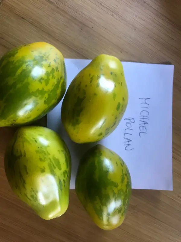 Tomaten: Michael Pollan