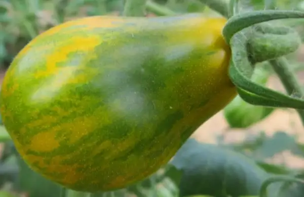 Tomaten: Michael Pollan