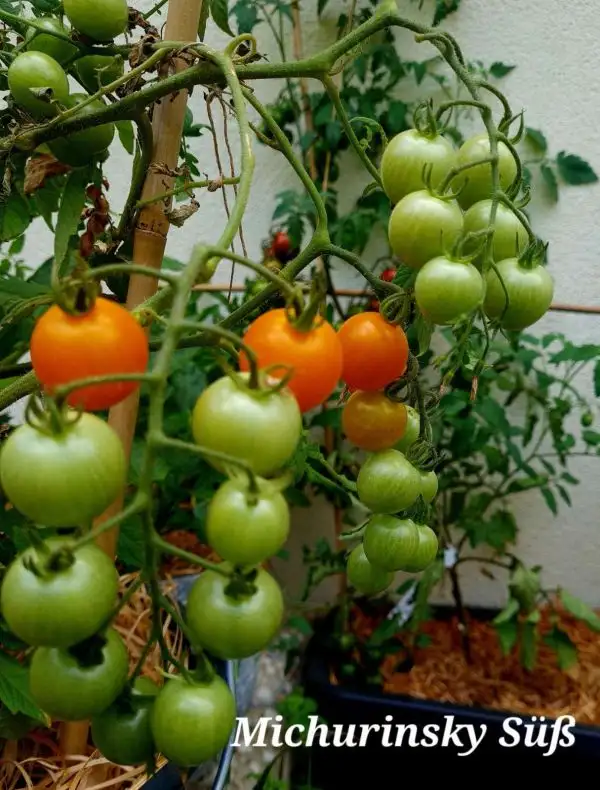 Tomaten: Michurinsky Süß