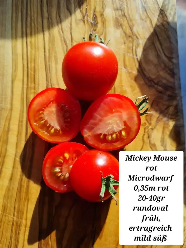 Tomaten: MICKEY MOUSE ROT