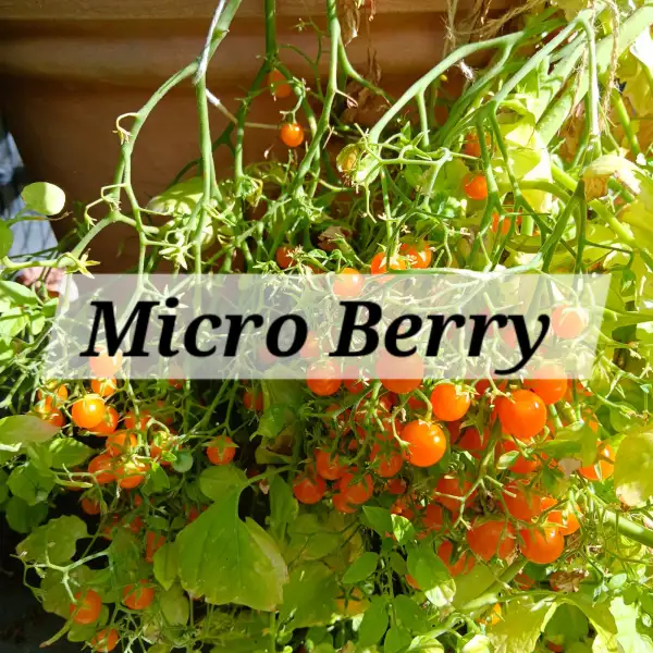 Tomaten: Micro Berry