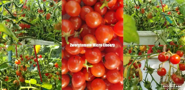 Tomaten: Micro Cherry - Microdwarf/Zwergtomate