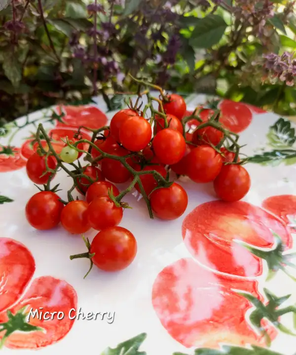 Tomaten: Micro Cherry