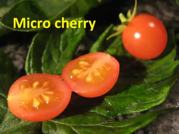 Tomaten: Micro Cherry