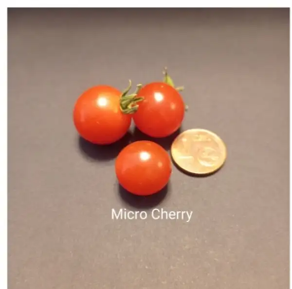 Tomaten: Micro Cherry