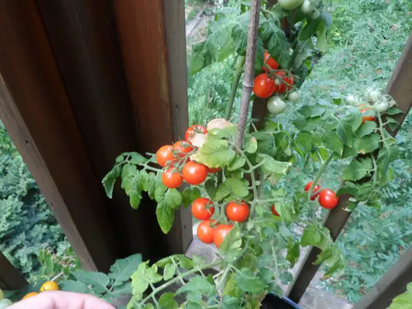 Tomaten: Micro Dwarf Andrina ( Kat# 2935 )