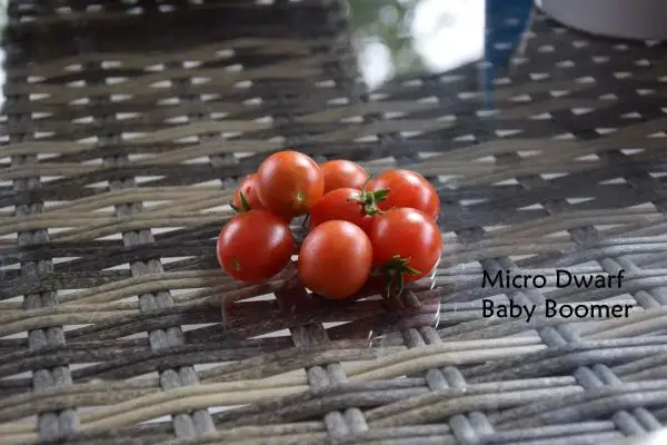 Tomaten: Micro Dwarf Baby Boomer