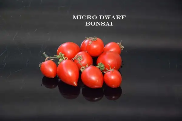 Tomaten: Micro Dwarf Bonsai