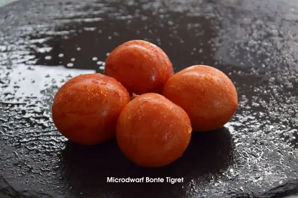 Tomaten: Micro Dwarf Bonte Tigret