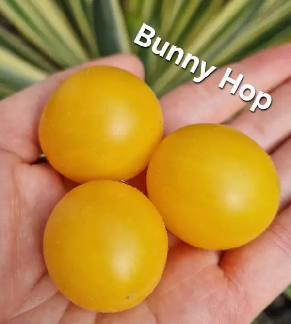 Tomaten: Micro Dwarf Bunny Hop