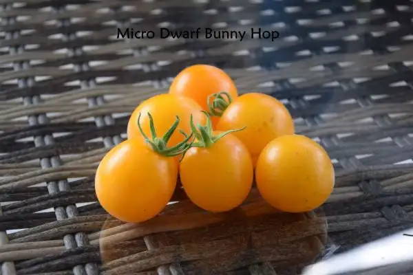 Tomaten: Micro Dwarf Bunny Hop