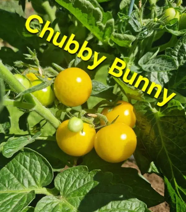 Tomaten: Micro dwarf Chubby Bunny