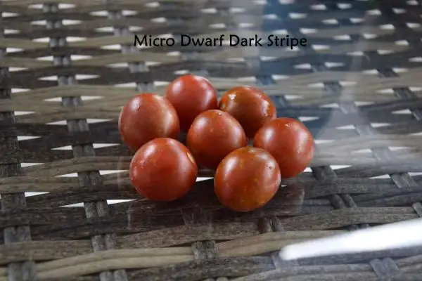 Tomaten: Micro Dwarf Dark Stripe