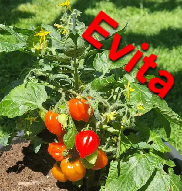 Tomaten: Micro dwarf Evita