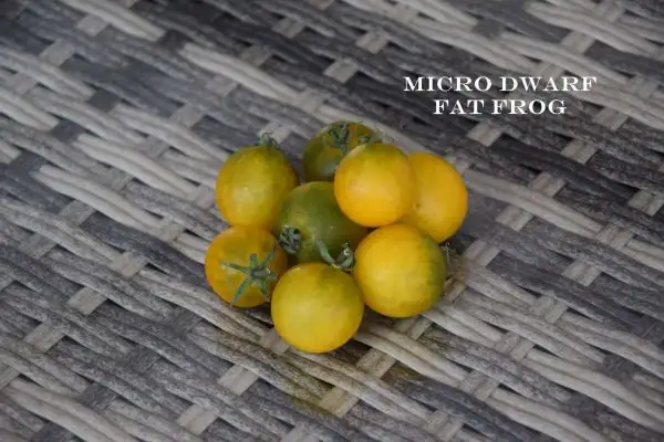 Tomaten: Micro Dwarf Fat Frog