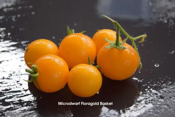 Tomaten: Micro Dwarf Floragold Basket