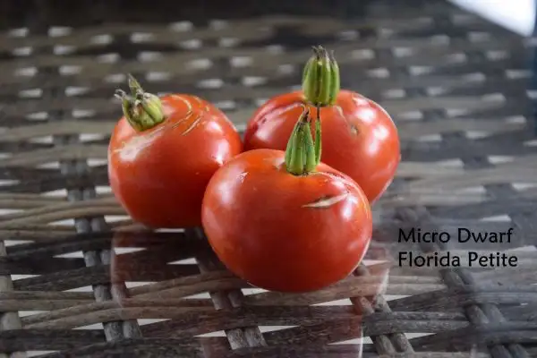 Tomaten: Micro Dwarf Florida Petite