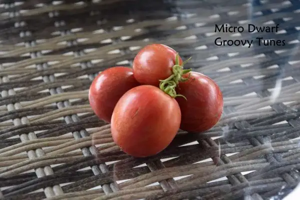 Tomaten: Micro Dwarf Groovy Tunes