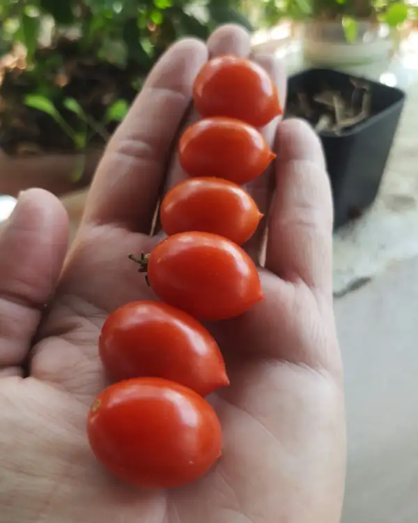 Tomaten: Micro dwarf Hardin