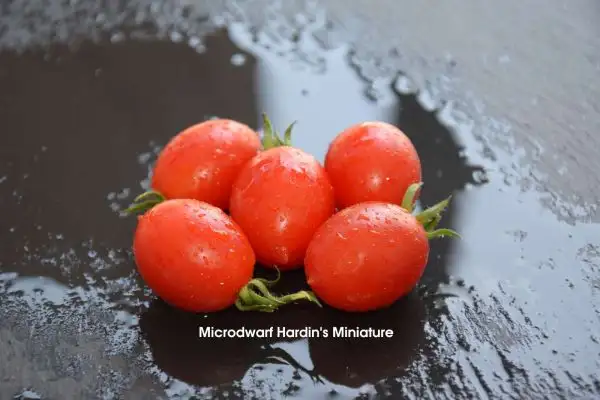 Tomaten: Micro Dwarf Hardins miniature