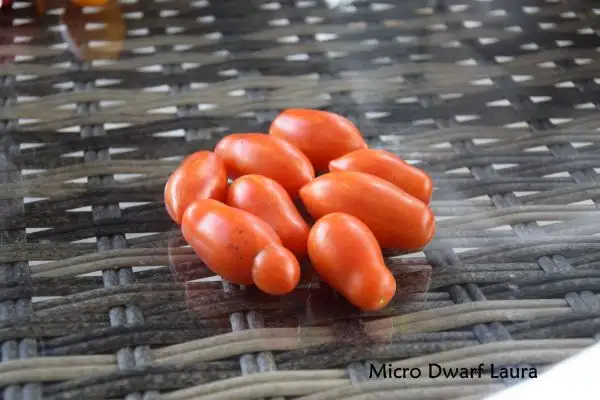 Tomaten: Micro Dwarf Laura