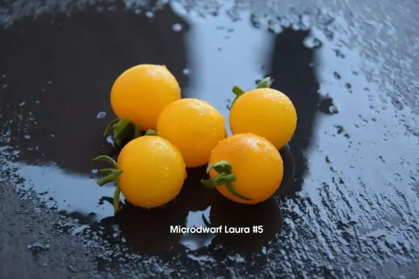 Tomaten: Micro Dwarf Laura #5