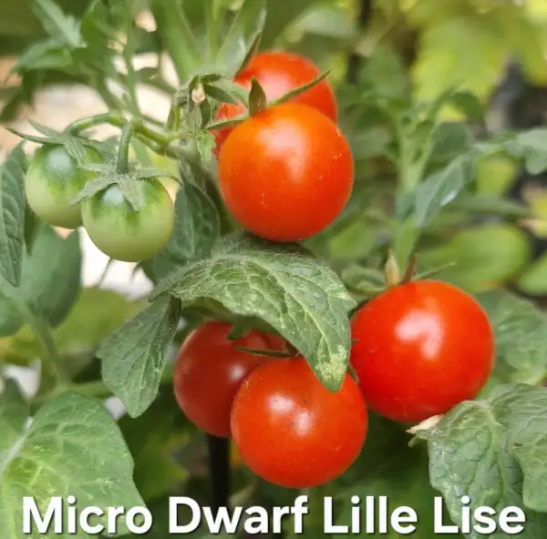 Tomaten: Micro Dwarf Lille Lise