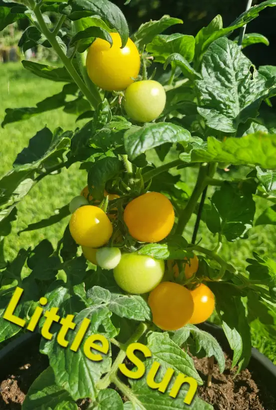 Tomaten: Micro dwarf Little Sun