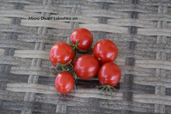 Tomaten: Micro Dwarf Lukoshko on the window