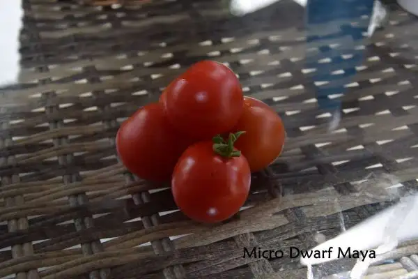 Tomaten: Micro Dwarf Maya