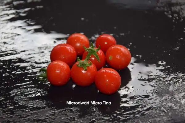 Tomaten: Micro Dwarf Micro Tina