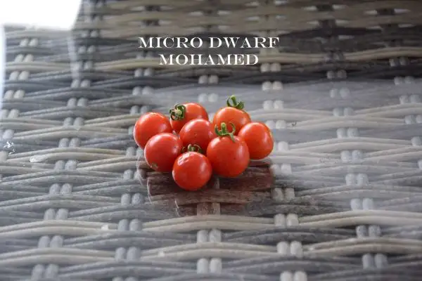 Tomaten: Micro Dwarf Mohamed