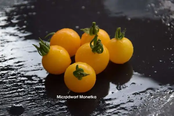 Tomaten: Micro Dwarf Monetka