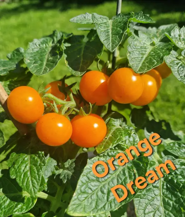 Tomaten: Micro dwarf Orange Dream