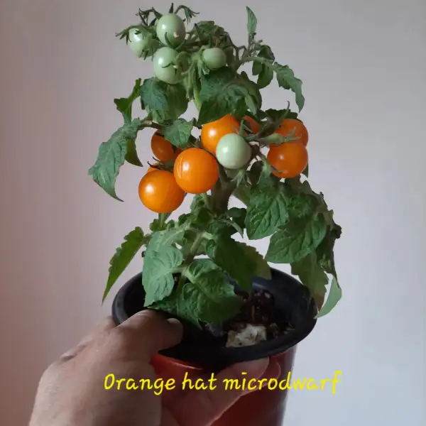 Tomaten: Micro dwarf Orange Hat