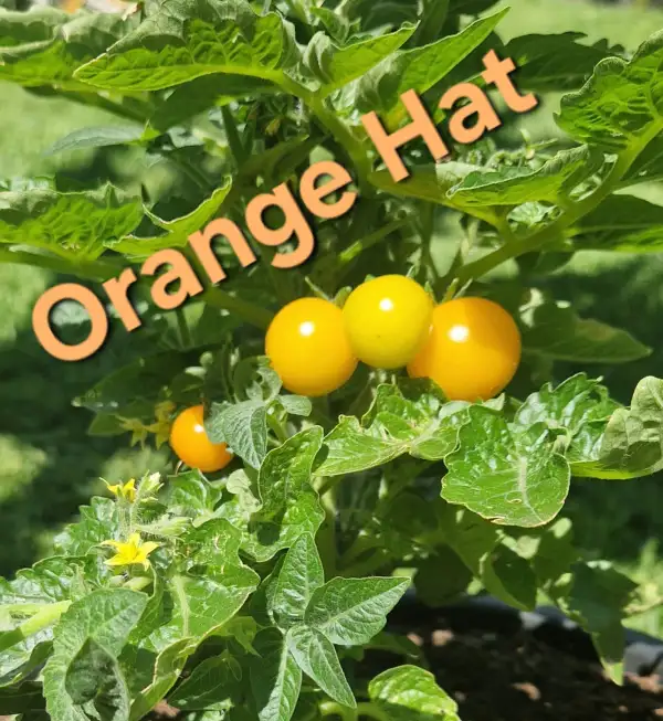 Tomaten: Micro dwarf Orange Hat