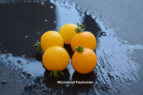 Tomaten: Micro Dwarf Paulinchen