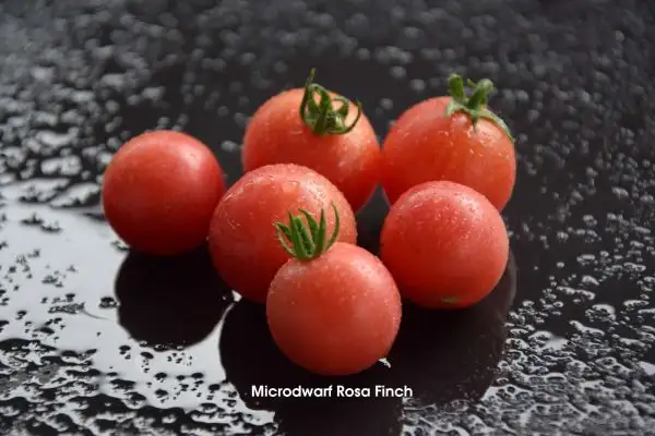 Tomaten: Micro Dwarf Rosa Finch