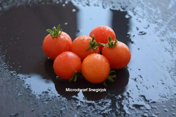 Tomaten: Micro Dwarf Snegirjok