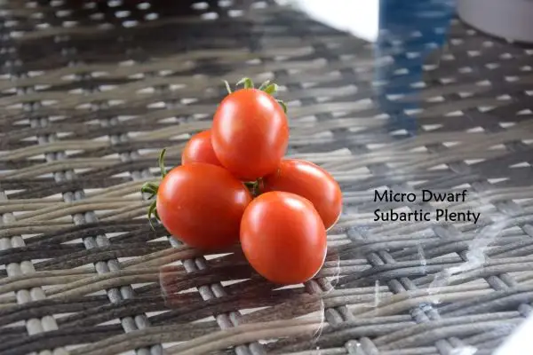 Tomaten: Micro Dwarf Subartic Plenty