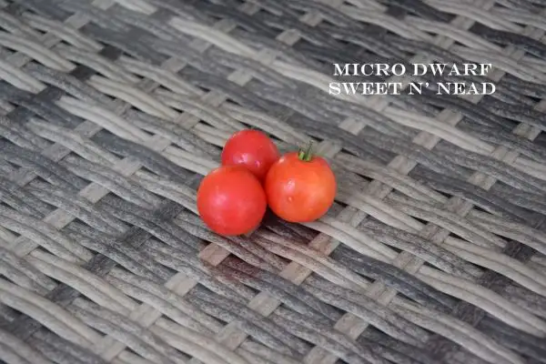 Tomaten: Micro Dwarf Sweet N