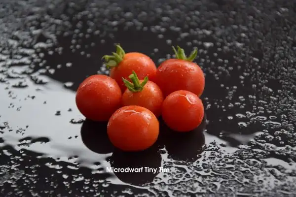 Tomaten: Micro Dwarf Tiny Tim